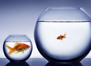 Studio shot of a fish in bowl