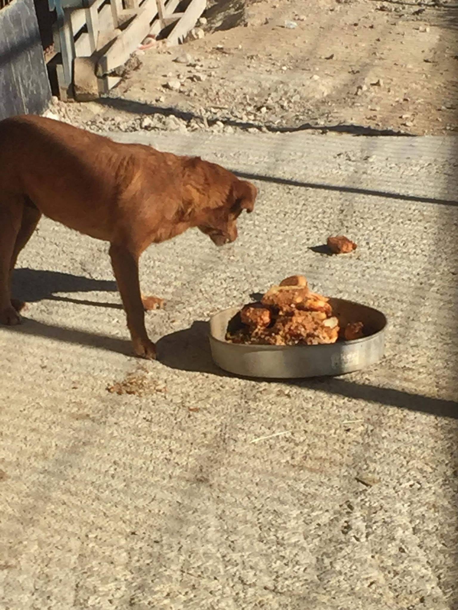 İskele Köpek Barınağı’ndaki Köpekler Düzgün Beslenmiyor Ankara Değil