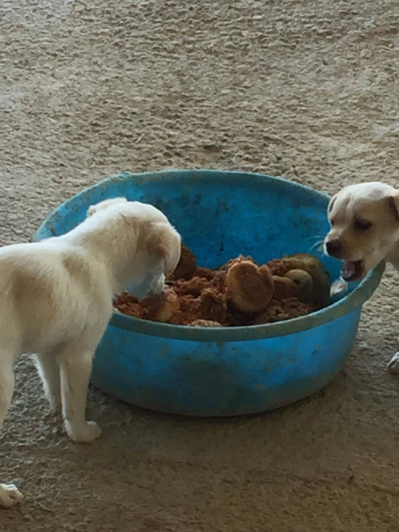 İskele Köpek Barınağı’ndaki Köpekler Düzgün Beslenmiyor Ankara Değil