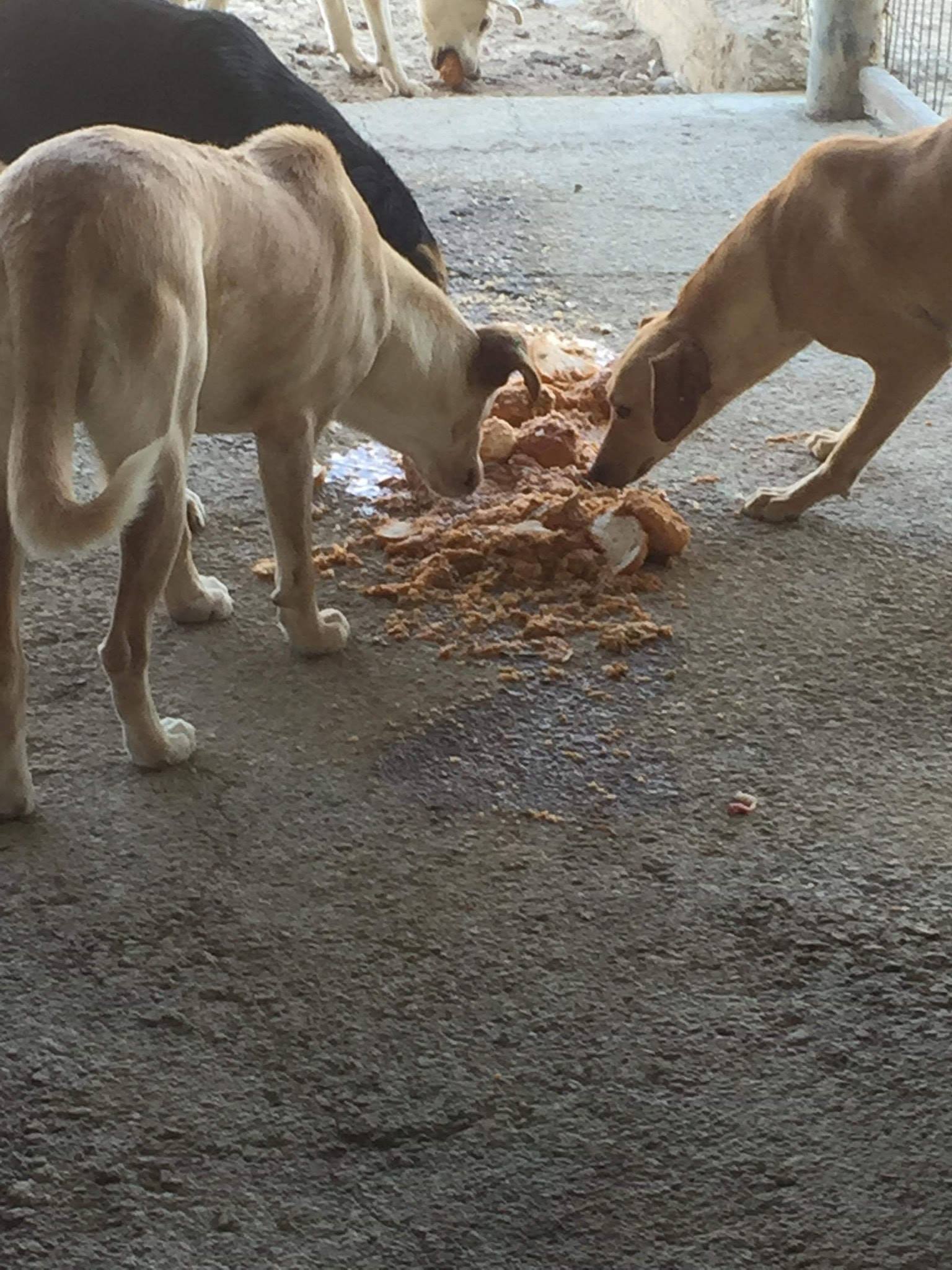 İskele Köpek Barınağı’ndaki Köpekler Düzgün Beslenmiyor Ankara Değil